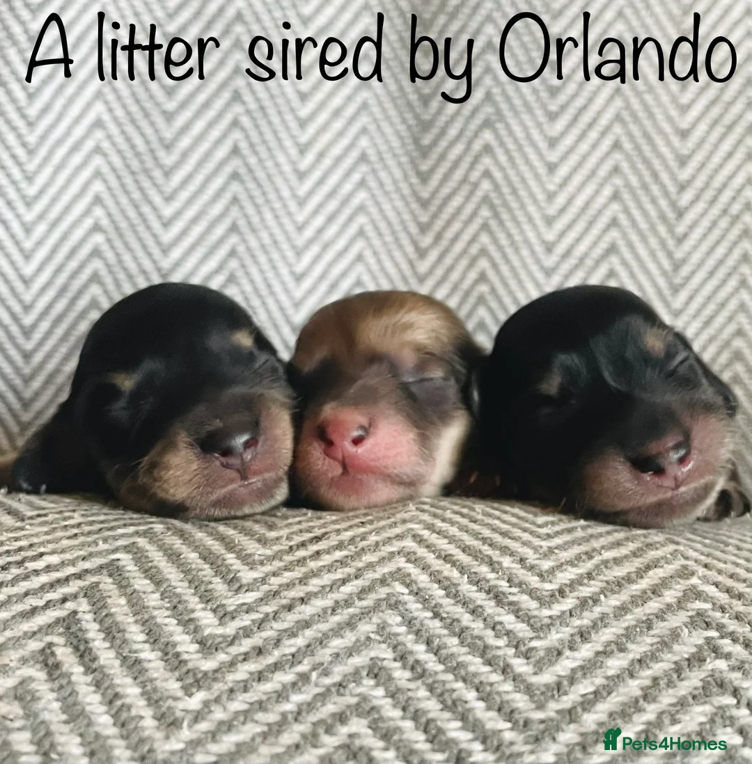 Miniature Dachshund dogs for stud: KC Registered - Health Tested - Proven Stud Dog 🏅 - Advert 21