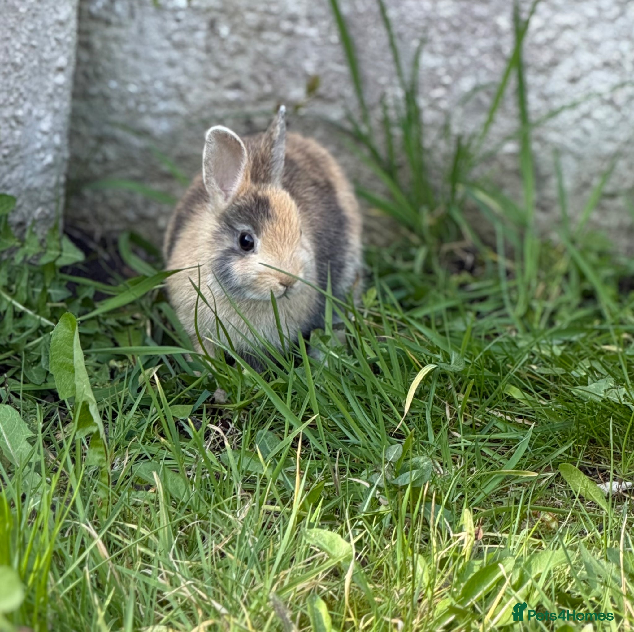 Netherland Dwarf rabbits The Netherland Dwarf Rabbits for Sale 🐰 - Advert 1