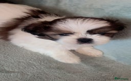 Shih Tzu dogs for sale: 5 beautiful puppies available  - Image 7