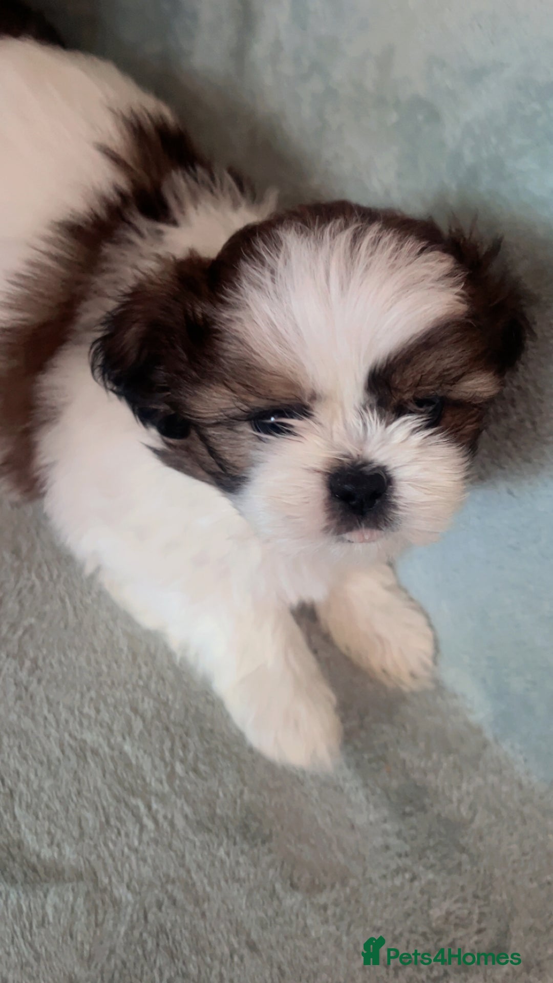 Shih Tzu dogs for sale: 5 beautiful puppies available  - Image 7