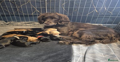Sprocker dogs - Advert 6