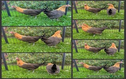 Chickens poultry for sale: Gold campine chickens - Image 1