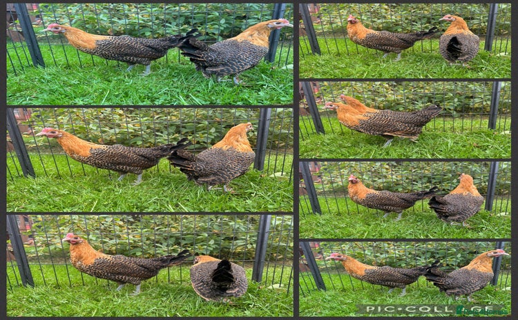 Chickens poultry - Advert 7