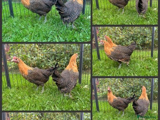 Chickens poultry - Advert 5