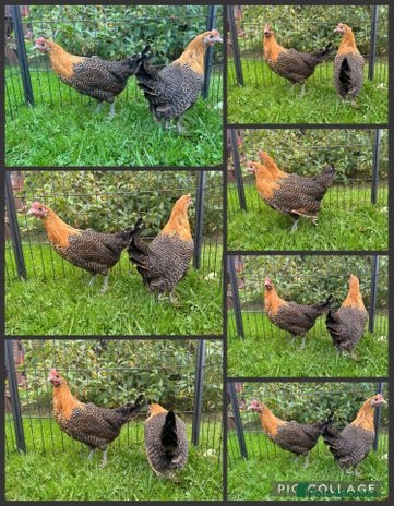 Chickens poultry - Advert 11