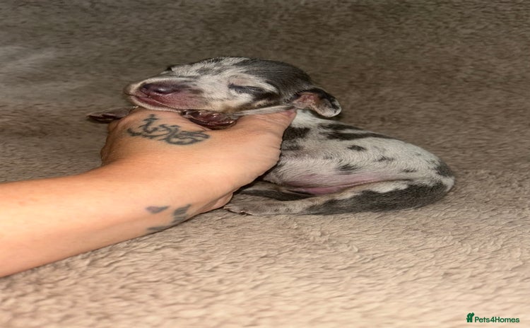 Miniature Dachshund dogs - Advert 1