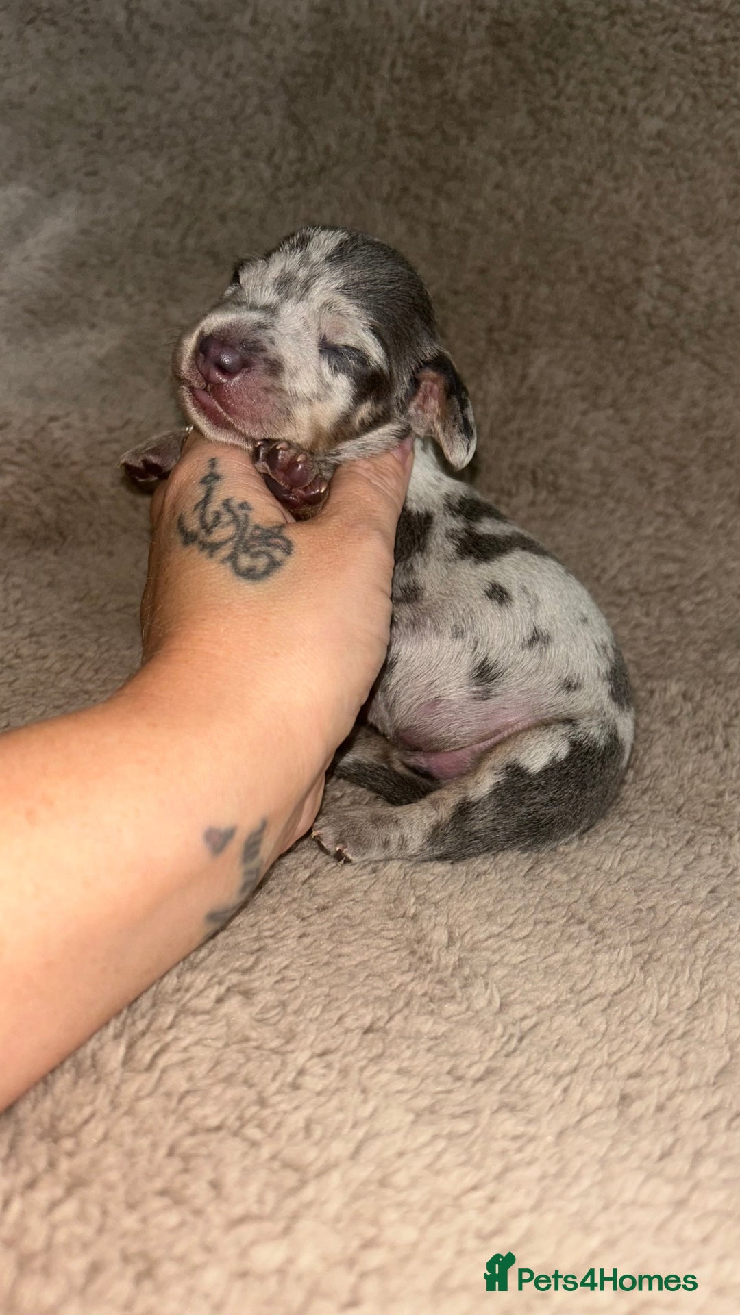 Miniature Dachshund dogs for sale: Perfecf kc miniature dachshunds - Image 1