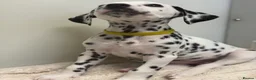 Dalmatian dogs for sale: Dalmatian puppies - Advert 32