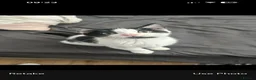 Mixed Breed cats for sale: Two male kittens  - Advert 5
