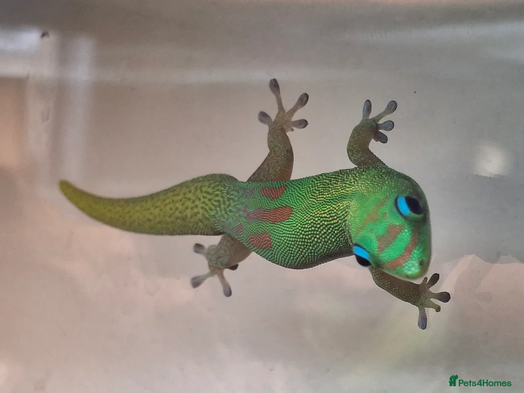 Gecko reptiles for sale: Gold Dust Day Geckos in Manchester - Advert 1