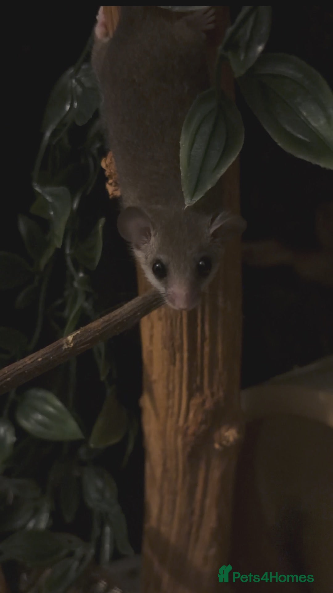 Mixed Breed rodents Breeding pair of dormice and custom enclosure  - Advert 1