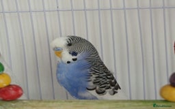 Budgerigars birds for sale: Albino and budgie pair (Rare Colours) - Image 6