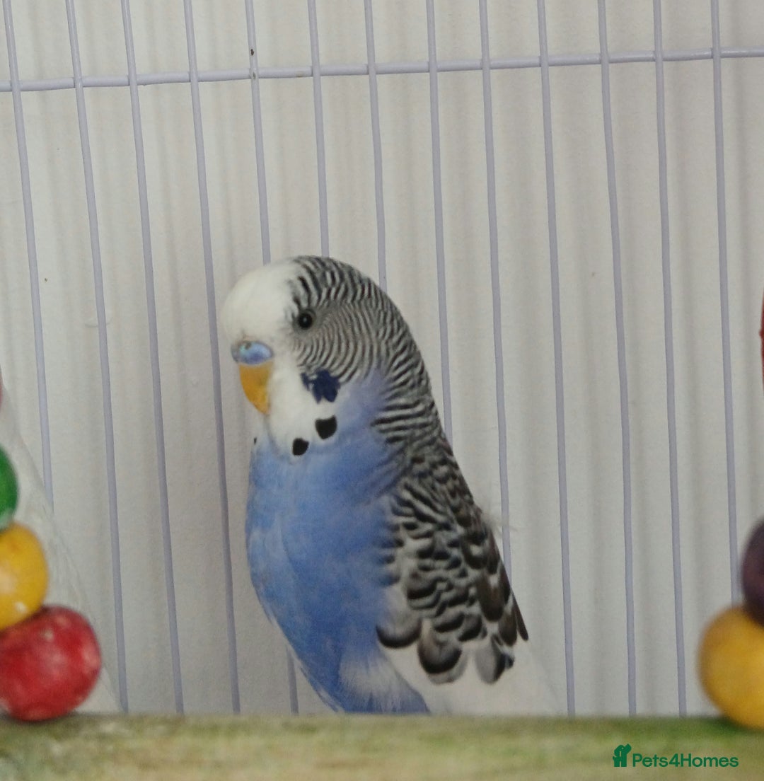 Budgerigars birds for sale: Albino and budgie pair (Rare Colours) - Image 6