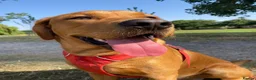 Labrador Retriever dogs for stud: Archie - Advert 5