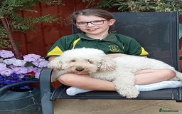 Miniature Poodle dogs for sale: LUXURY Litter of KC Registered Miniature Poodles - Image 5