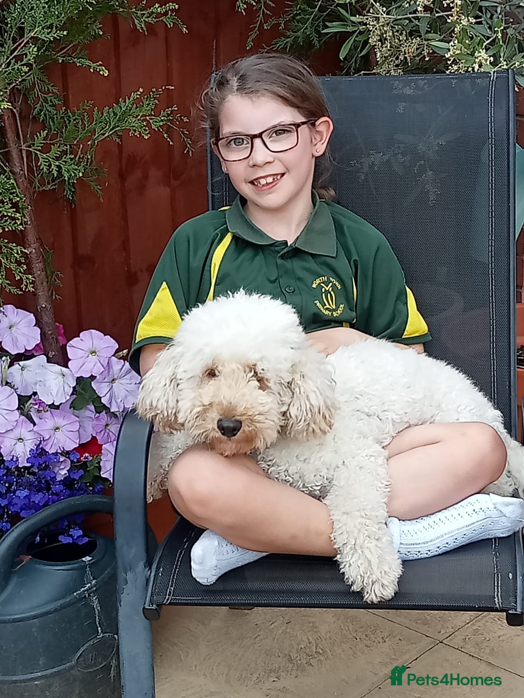 Miniature Poodle dogs for sale: LUXURY Litter of KC Registered Miniature Poodles - Image 5
