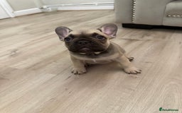 French Bulldog dogs for sale: Female French bulldog puppy - Image 3