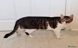 Mixed Breed cats for adoption: Lovely and fun Kito looking for a warm home <3 - Image 4