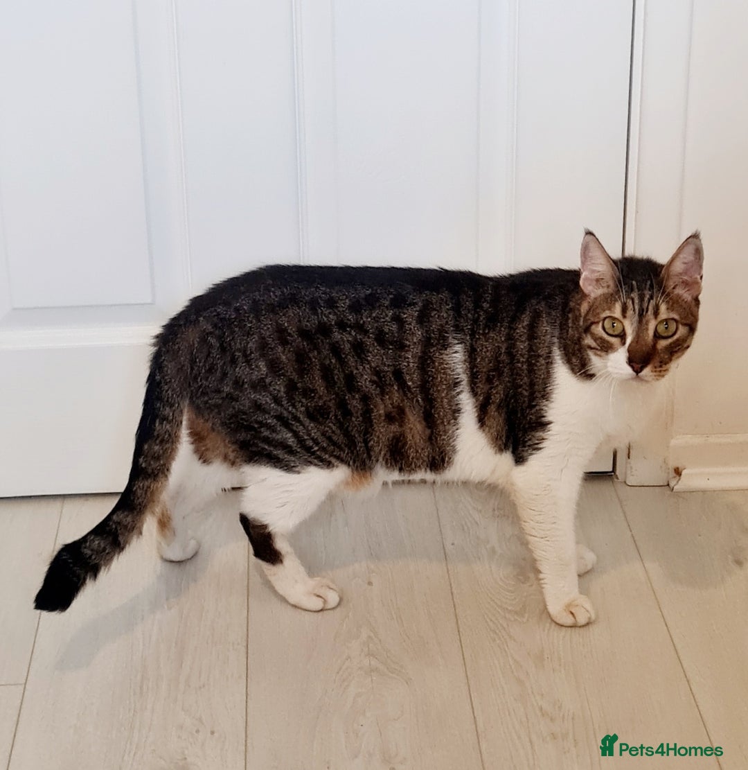 Mixed Breed cats for adoption: Lovely and fun Kito looking for a warm home <3 - Image 4