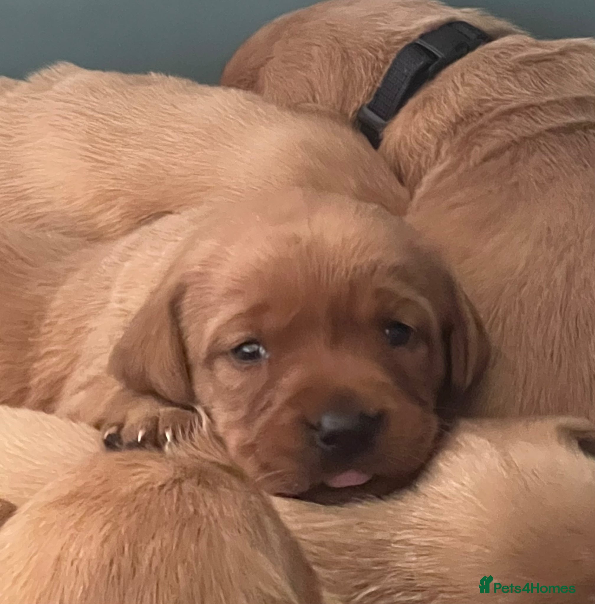 Labrador Retriever dogs KC fox red & yellow labrador pups health tested - Advert 6