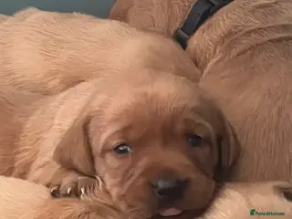 Labrador Retriever dogs KC fox red labrador pups health tested parents - Advert 3