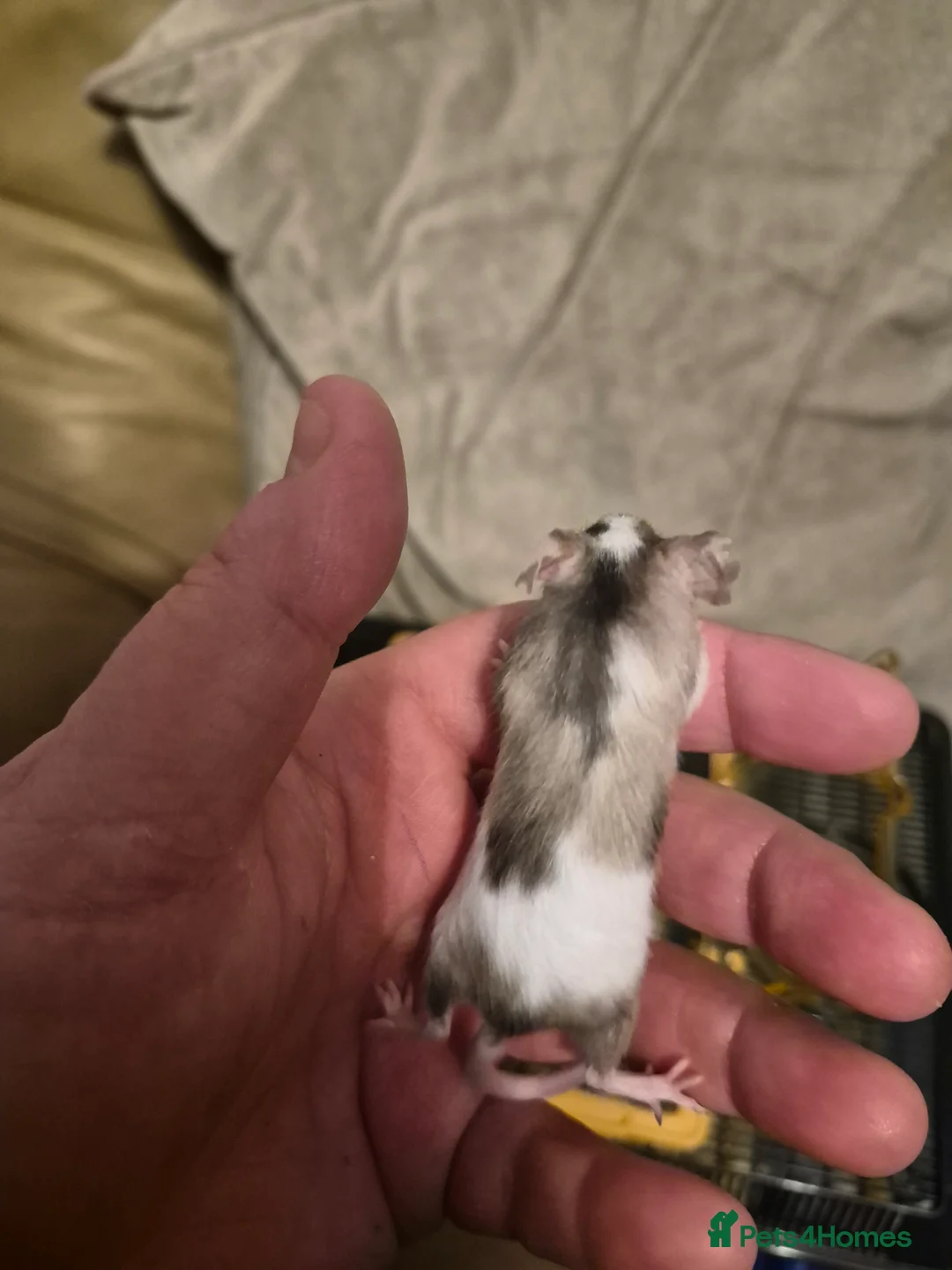 Mouse rodents for sale: 8 Cute Female Baby Fancy Mice - Advert 11