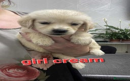 Goldendoodle dogs for sale: 🥰READY NOW GOLDENDOODLES🥰 - Image 8