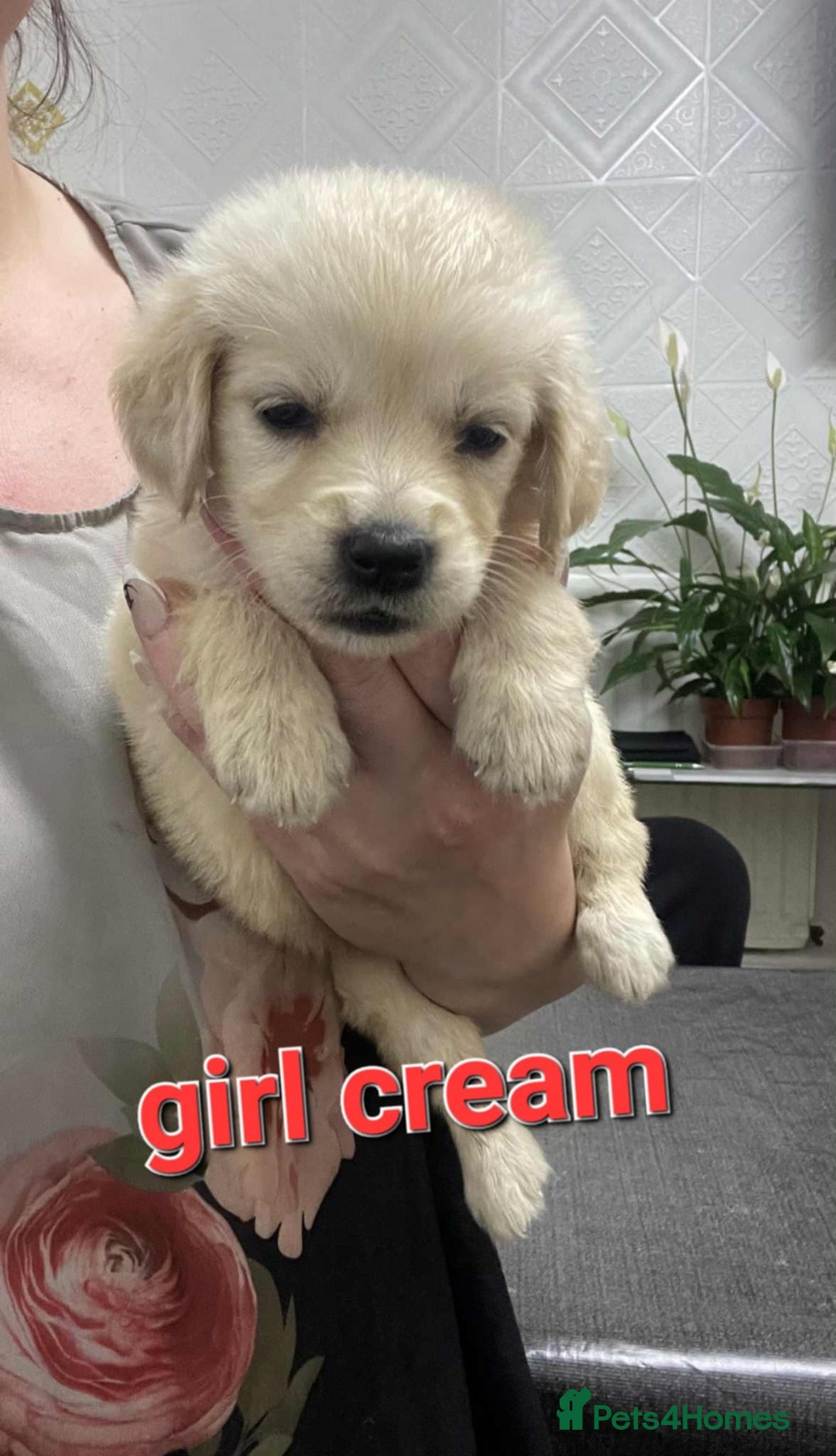 Goldendoodle dogs for sale: 🥰READY NOW GOLDENDOODLES🥰 - Image 8