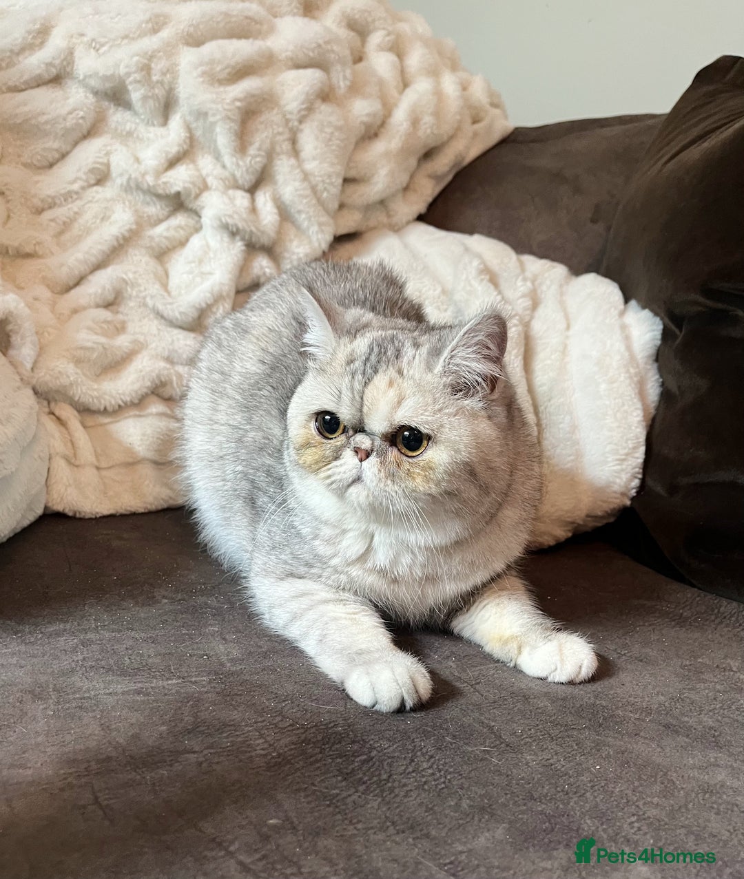 Exotic cats for sale: Supreme Quality Exotics - TICA reg - Advert 2