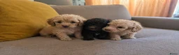 Cockapoo dogs for sale: Toy cockapoo in Nottingham - Advert 19