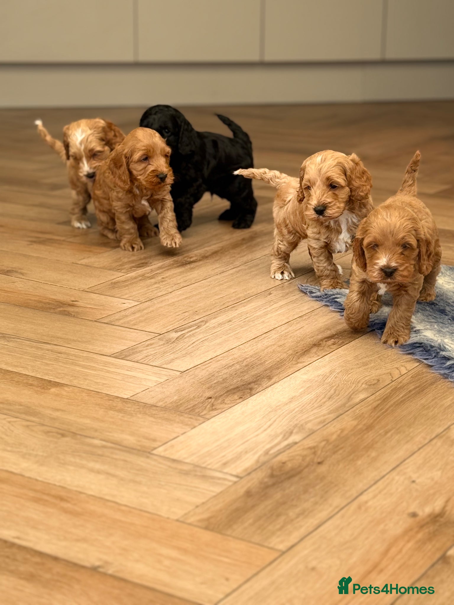 Cockapoo dogs F1 show line cockapoo puppies - Advert 5