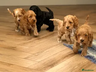 Cockapoo dogs F1 show line cockapoo puppies - Advert 5