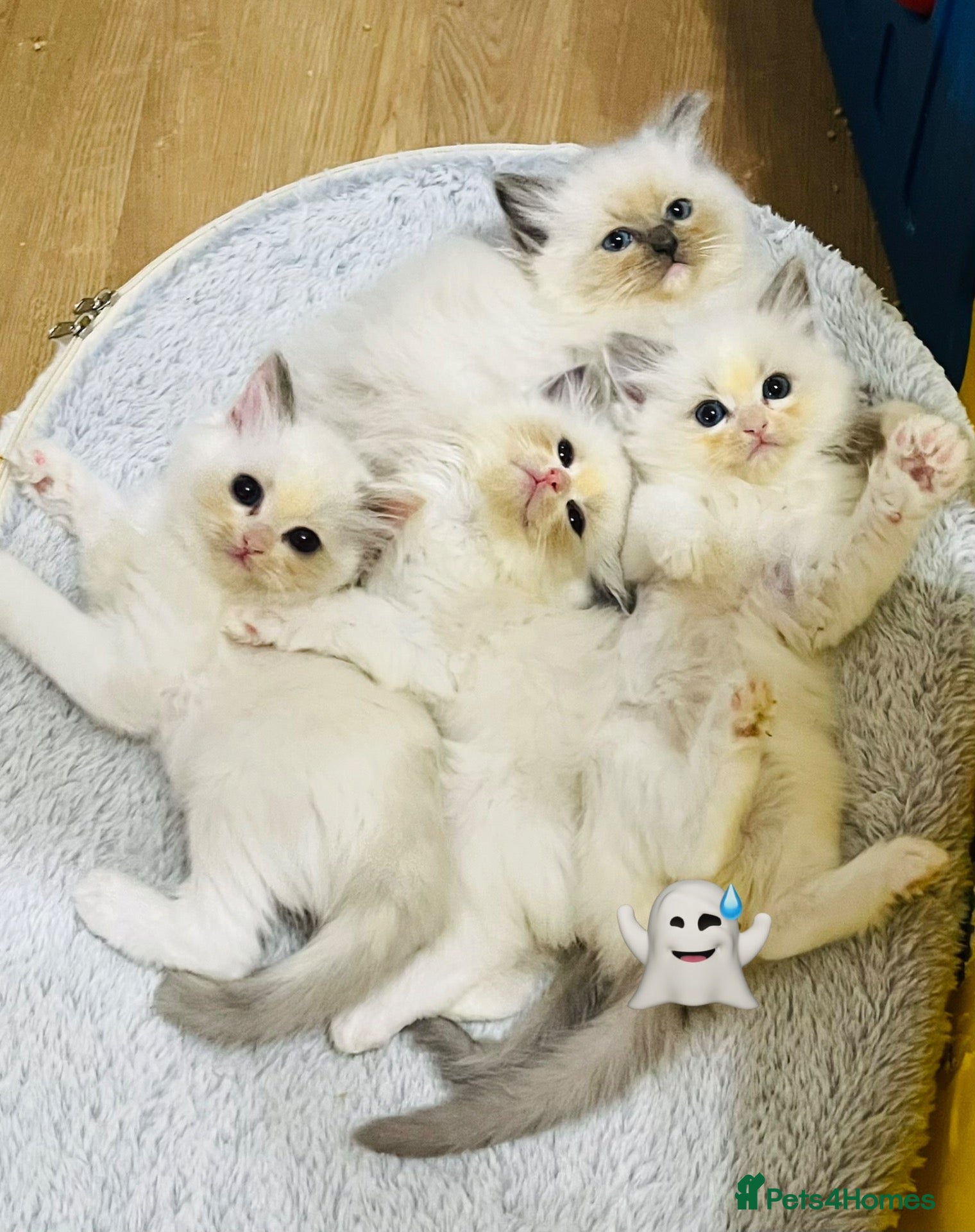 Ragdoll cats for sale: 4 GCCF registered Ragdoll kittens  - Advert 2