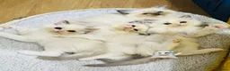 Ragdoll cats for sale: 4 GCCF registered Ragdoll kittens  - Advert 1