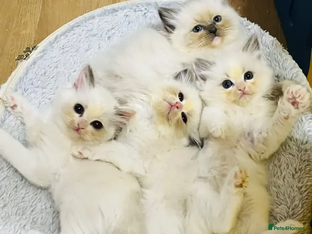 Ragdoll cats for sale: 4 GCCF registered Ragdoll kittens - Advert 1