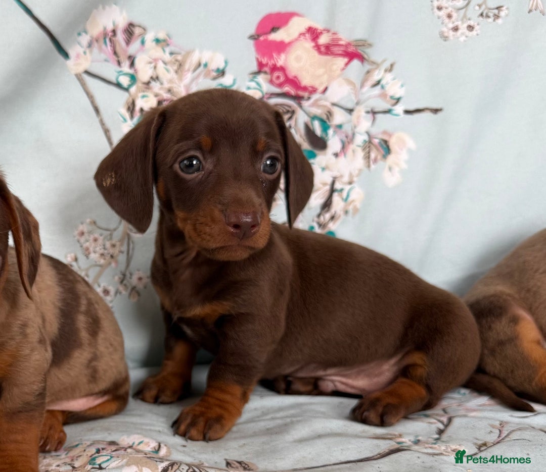 Miniature Dachshund dogs for sale: Dachshund puppy’s for sale - Image 17