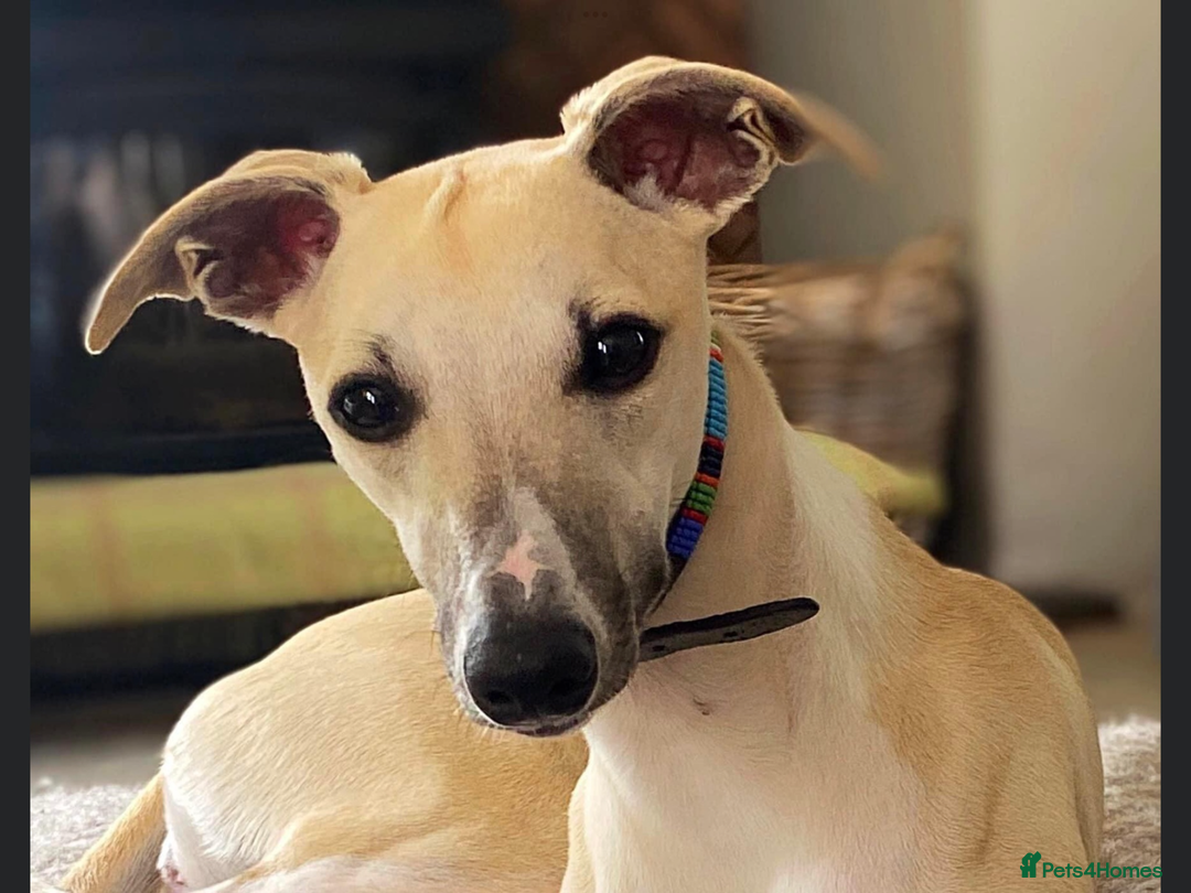 Whippet dogs for sale: Quality show/ Lure coursing girl - Advert 14