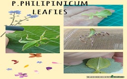 Mixed Breed invertebrates for sale: Mixed invertebrates  - Image 11