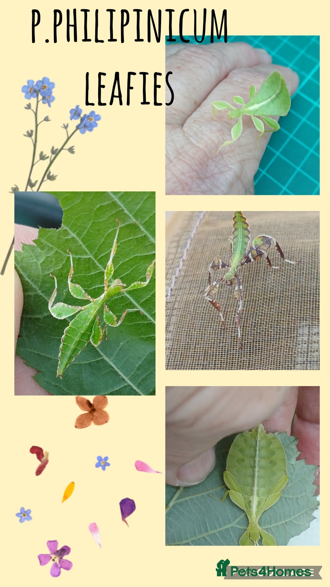 Mixed Breed invertebrates for sale: Mixed invertebrates  - Image 11