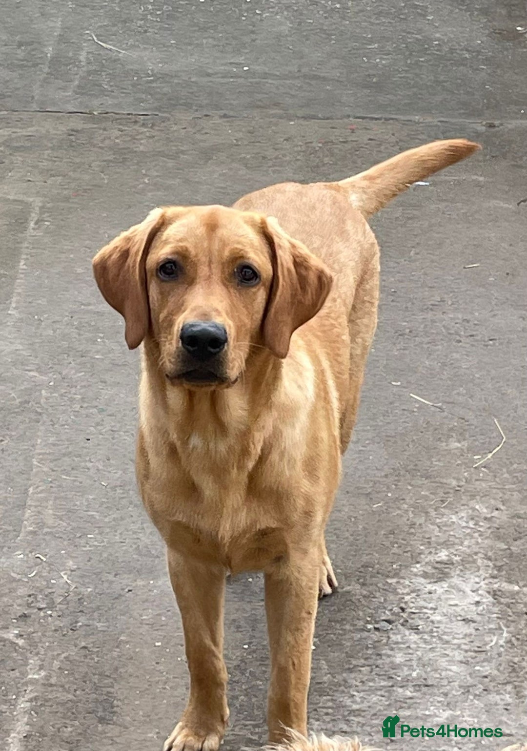 Labrador Retriever dogs for sale: KC Reg labrador puppies - Image 9