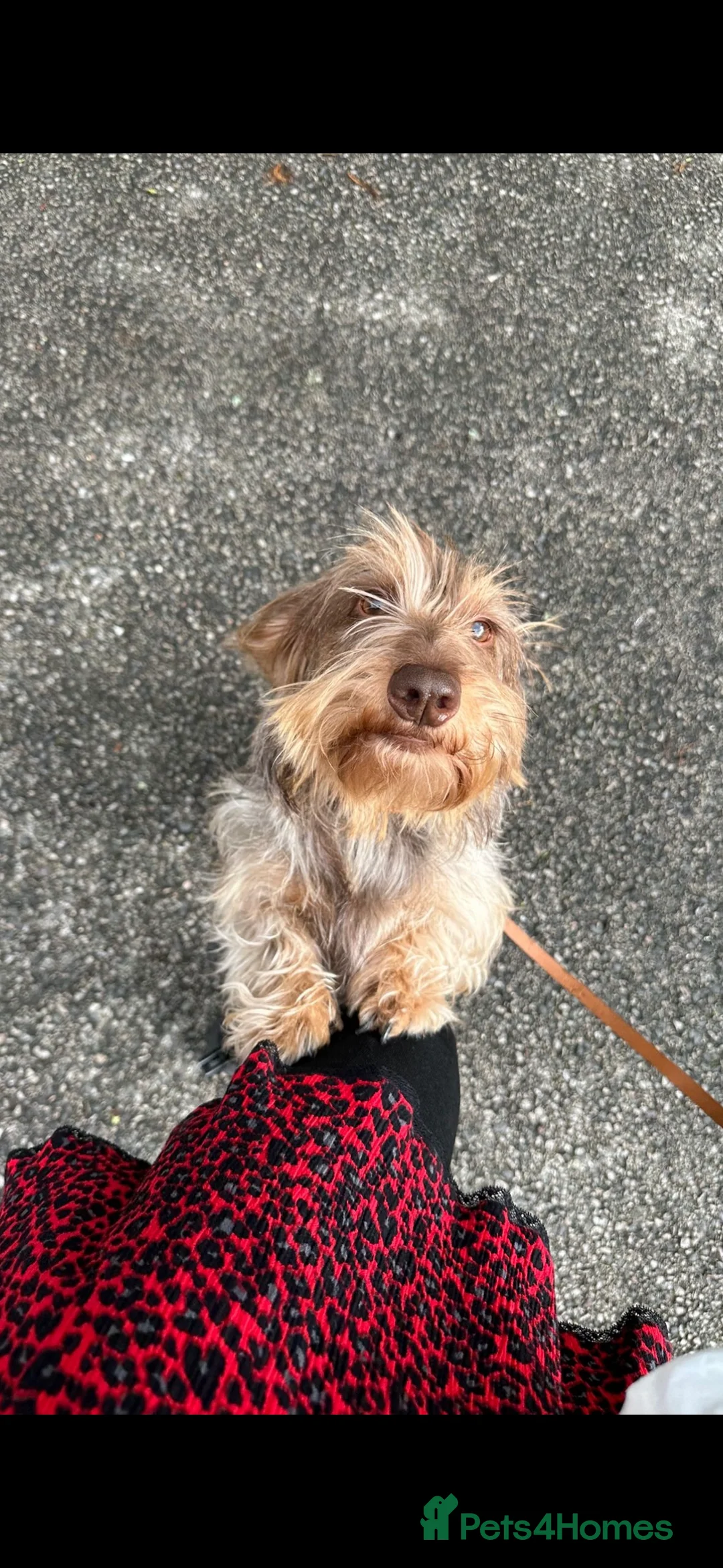 Dachshund dogs for stud: male-Otto in Tunbridge Wells - Advert 1