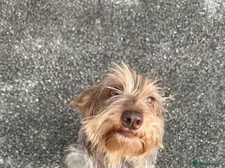 Dachshund dogs male-Otto - Advert 1