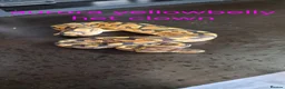 Python Snake reptiles for sale: Mixed juvinile royals - Advert 12