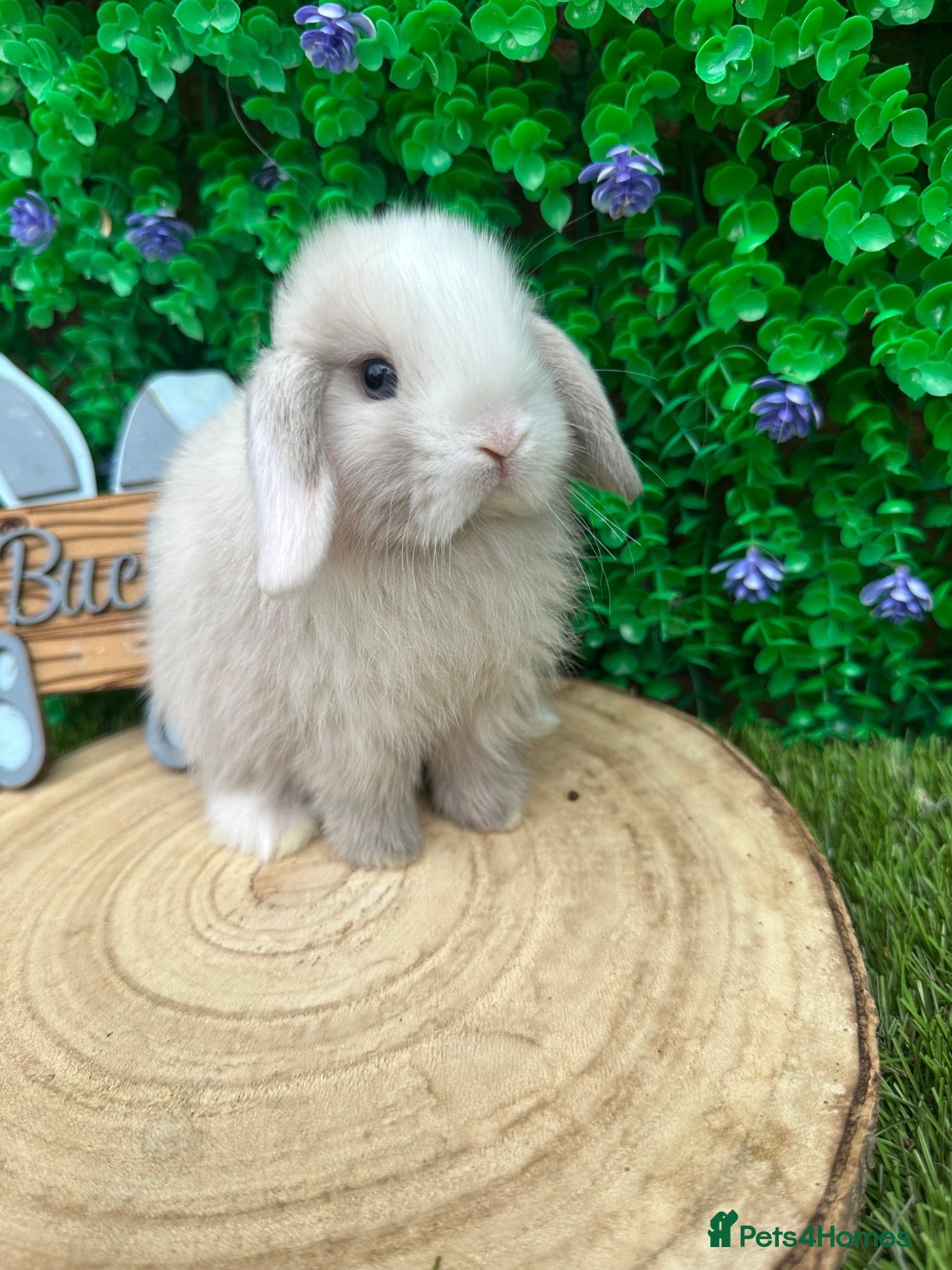 Mini Lop rabbits Beautiful purebred mini lops ready now 😍 - Advert 1