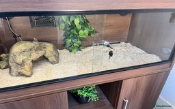 Python Snake reptiles for sale: Ball python full set up  - Image 4
