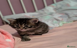 Mixed Breed cats for sale: Last one left! Mixed Breed Mini Maine Coon Dupes - Image 12