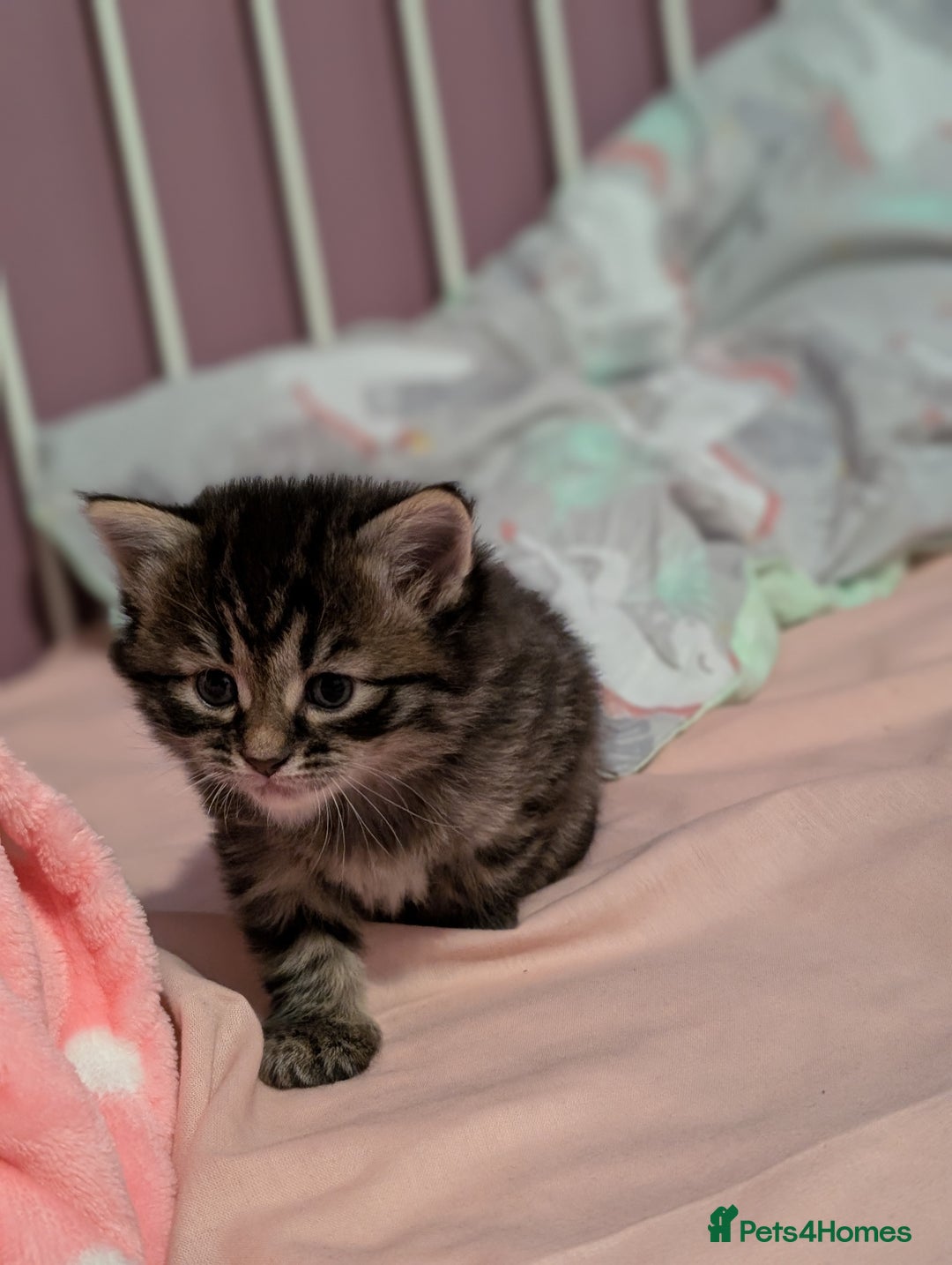 Mixed Breed cats for sale: Last one left! Mixed Breed Mini Maine Coon Dupes - Image 12