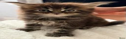Maine Coon cats for sale: Rare Red Silver Maine Coon Kittens Available  in London - Advert 18