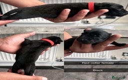 Belgian Shepherd Dog dogs for sale: JOKERLampak9🔥Narla VVk9🔥 belgian Malinois puppys - Image 5
