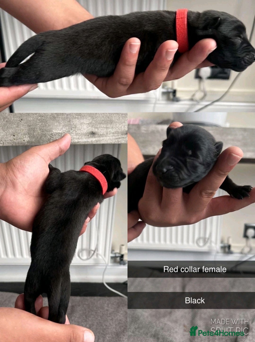 Belgian Shepherd Dog dogs for sale: JOKERLampak9🔥Narla VVk9🔥 belgian Malinois puppys - Image 5